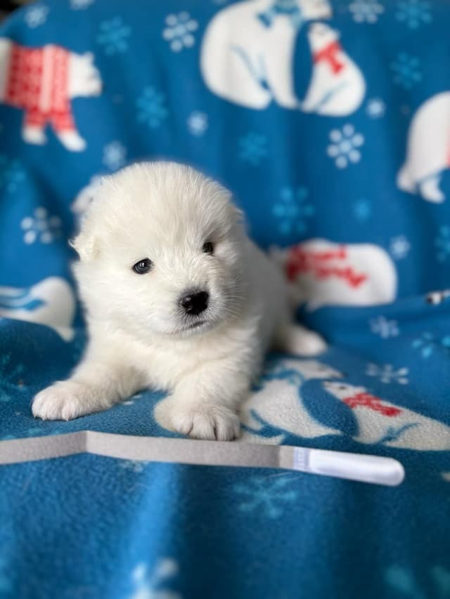 Samoyed Puppies media 8