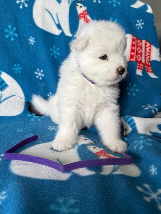 Samoyed Puppies media 9