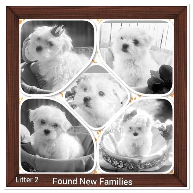 Maltese  Puppies 1 Girl Left breeder image 3