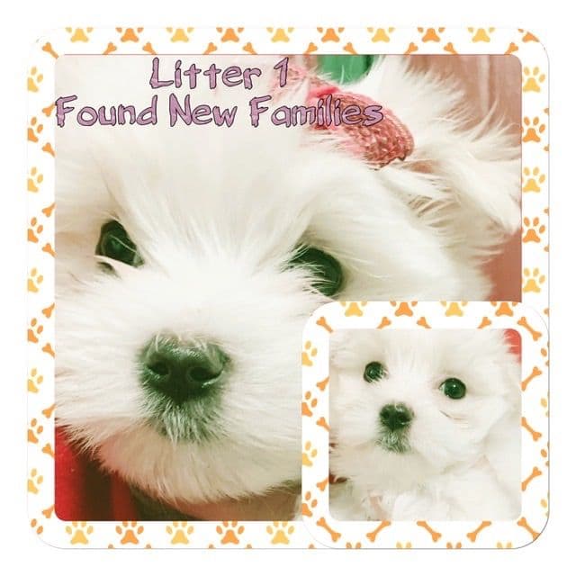 Maltese  Puppies 1 Girl Left breeder image 1