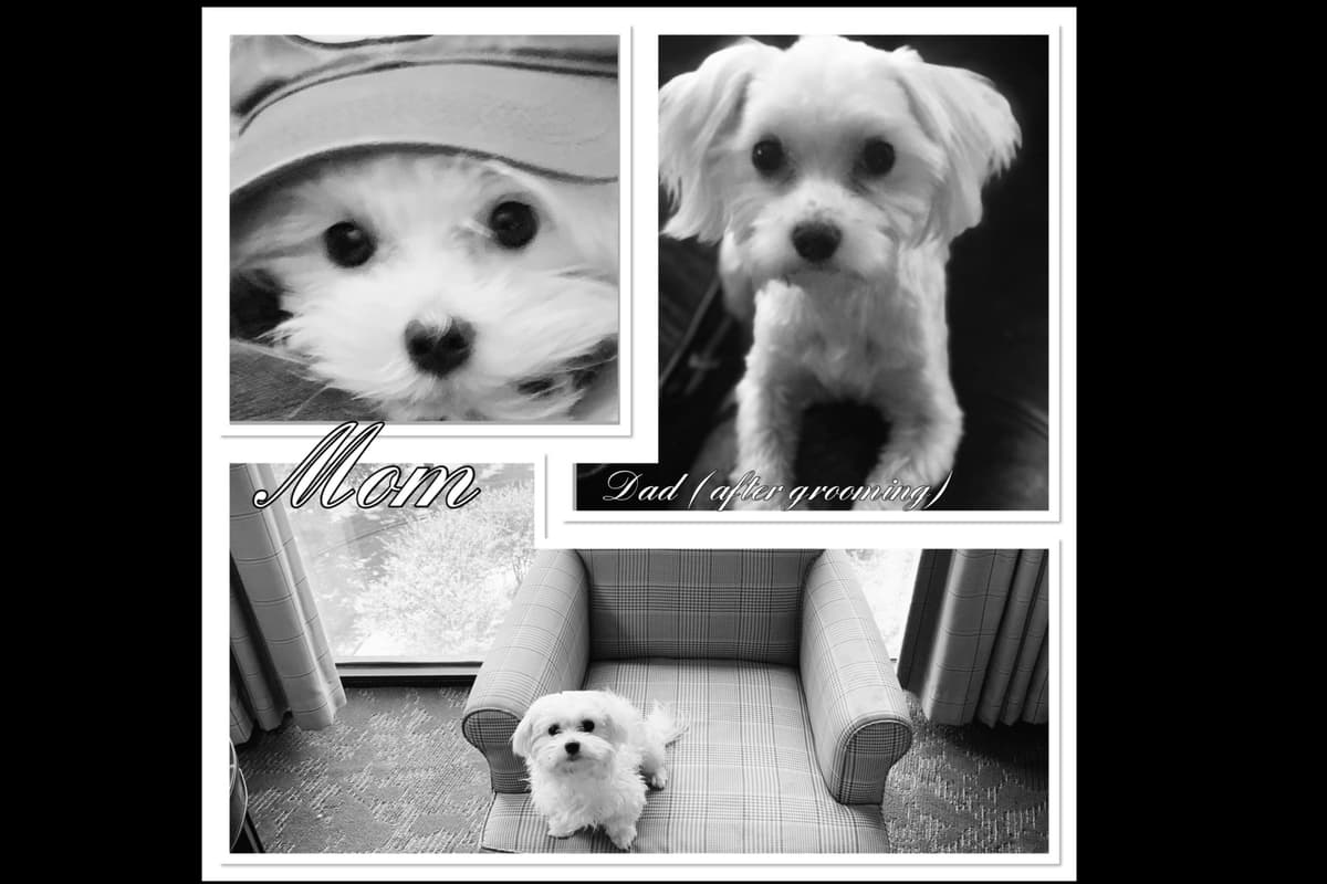 Maltese  Puppies 1 Girl Left breeder image 4