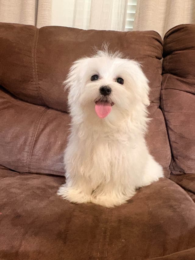 Maltese  Puppies 1 Girl Left media 2