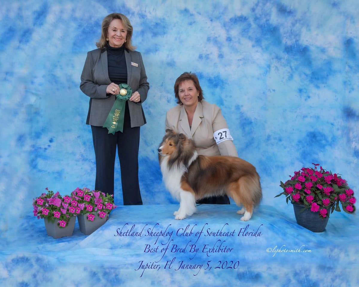 Shetland Sheepdog Puppies - Sables breeder image 3