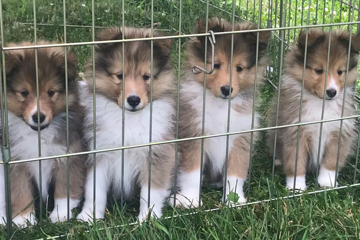 Shetland Sheepdog Puppies - Sables breeder image 5