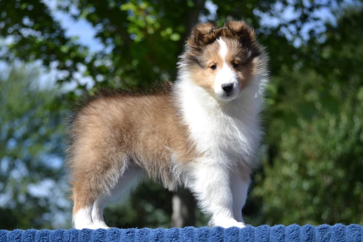 Shetland Sheepdog Puppies - Sables breeder image 2