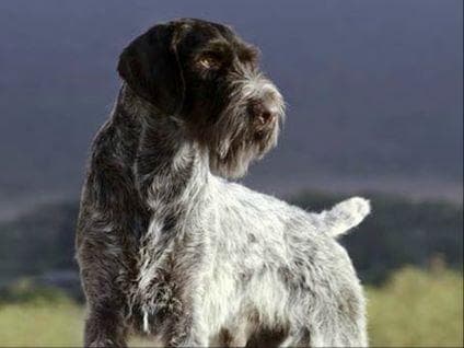 Afterhours German Wirehaired Pointer Puppies breeder image 6