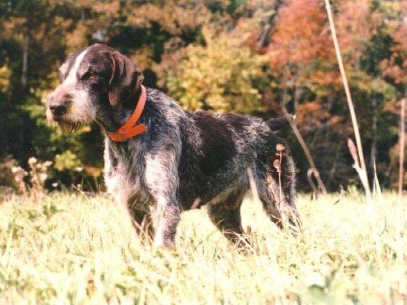 Afterhours German Wirehaired Pointer Puppies breeder image 7