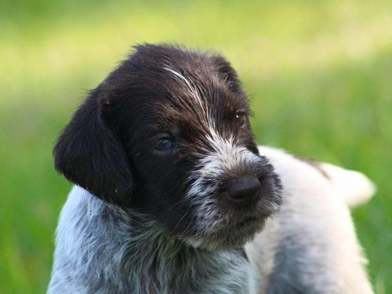 Afterhours German Wirehaired Pointer Puppies breeder image 2