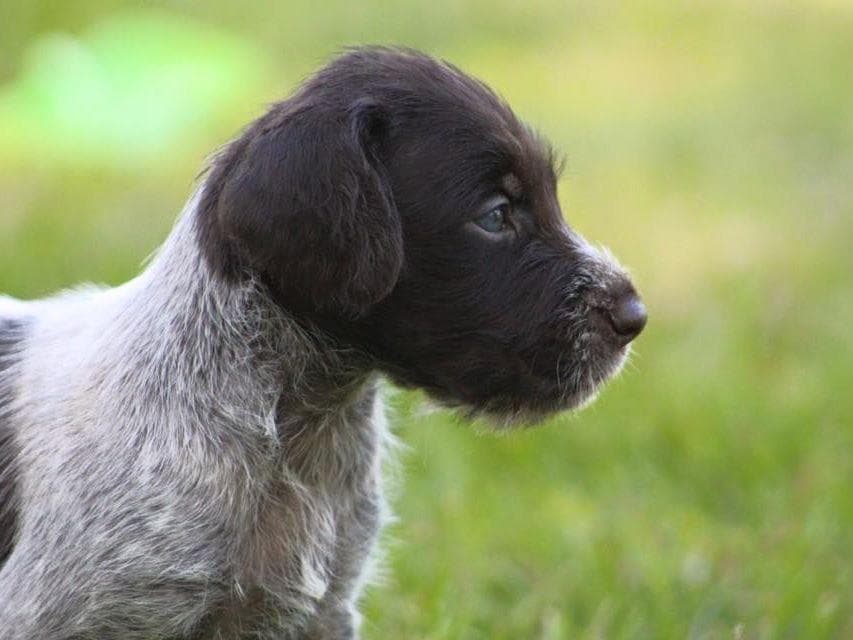 Afterhours German Wirehaired Pointer Puppies breeder image 9