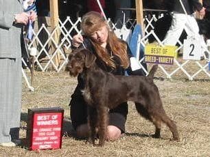 Afterhours German Wirehaired Pointer Puppies breeder image 10