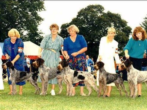 Afterhours German Wirehaired Pointer Puppies breeder image 11