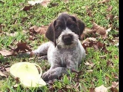 Afterhours German Wirehaired Pointer Puppies breeder image 12