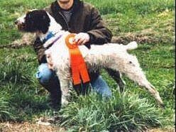 Afterhours German Wirehaired Pointer Puppies breeder image 13