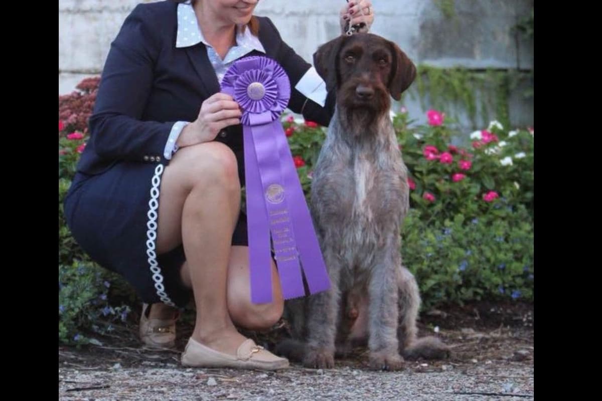 Afterhours German Wirehaired Pointer Puppies breeder image 4
