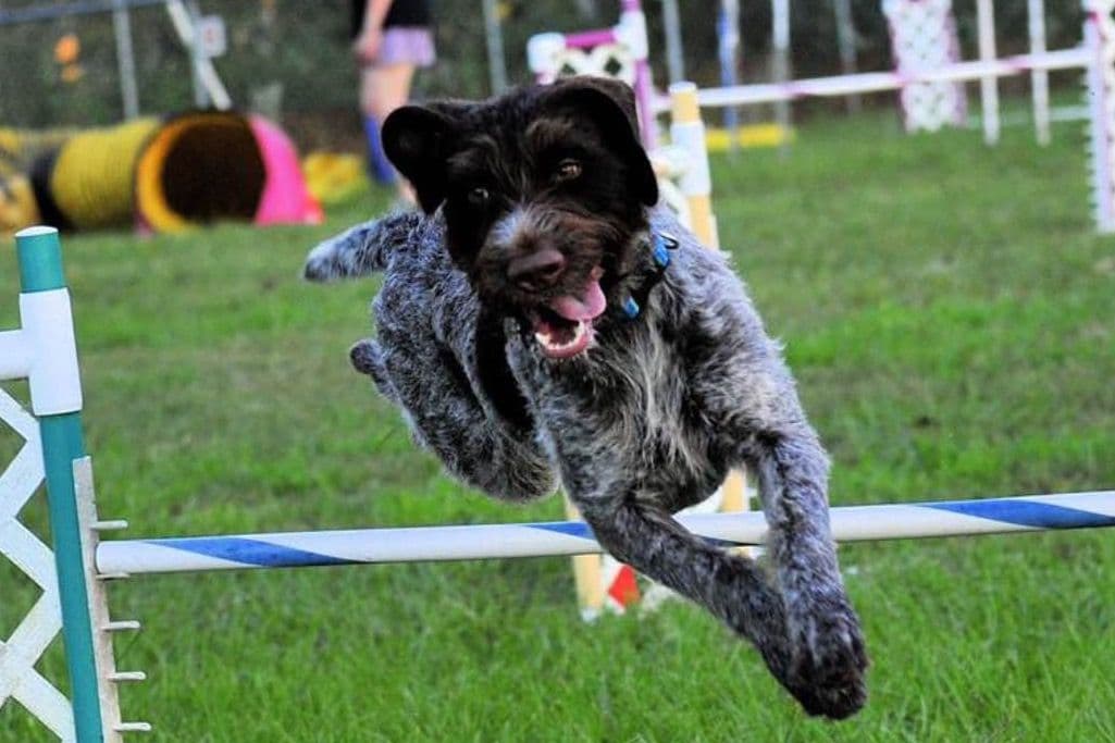 Afterhours German Wirehaired Pointer Puppies breeder image 3