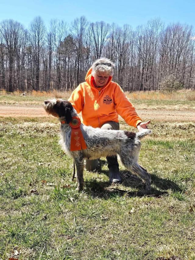 Afterhours German Wirehaired Pointer Puppies media 4