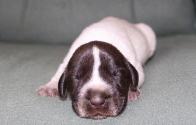 Afterhours German Wirehaired Pointer Puppies media 6