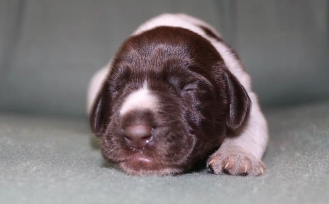 Afterhours German Wirehaired Pointer Puppies media 7
