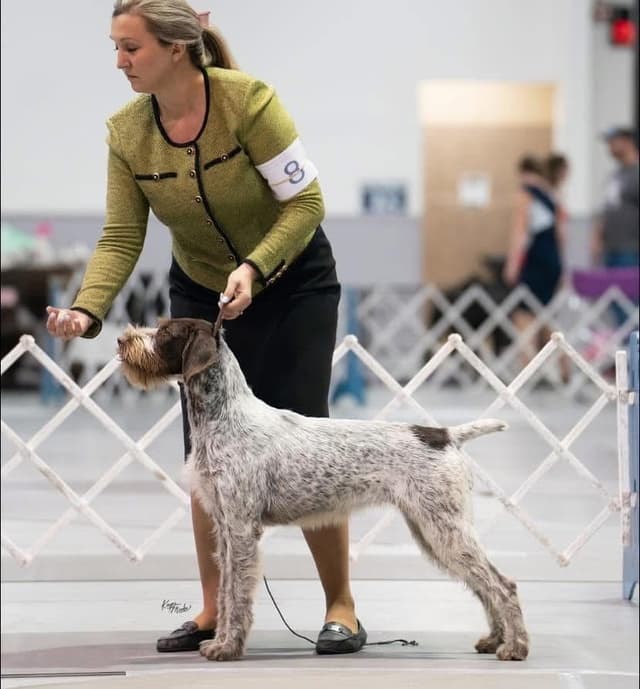 Afterhours German Wirehaired Pointer Puppies media 3