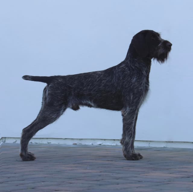 Afterhours German Wirehaired Pointer Puppies media 2