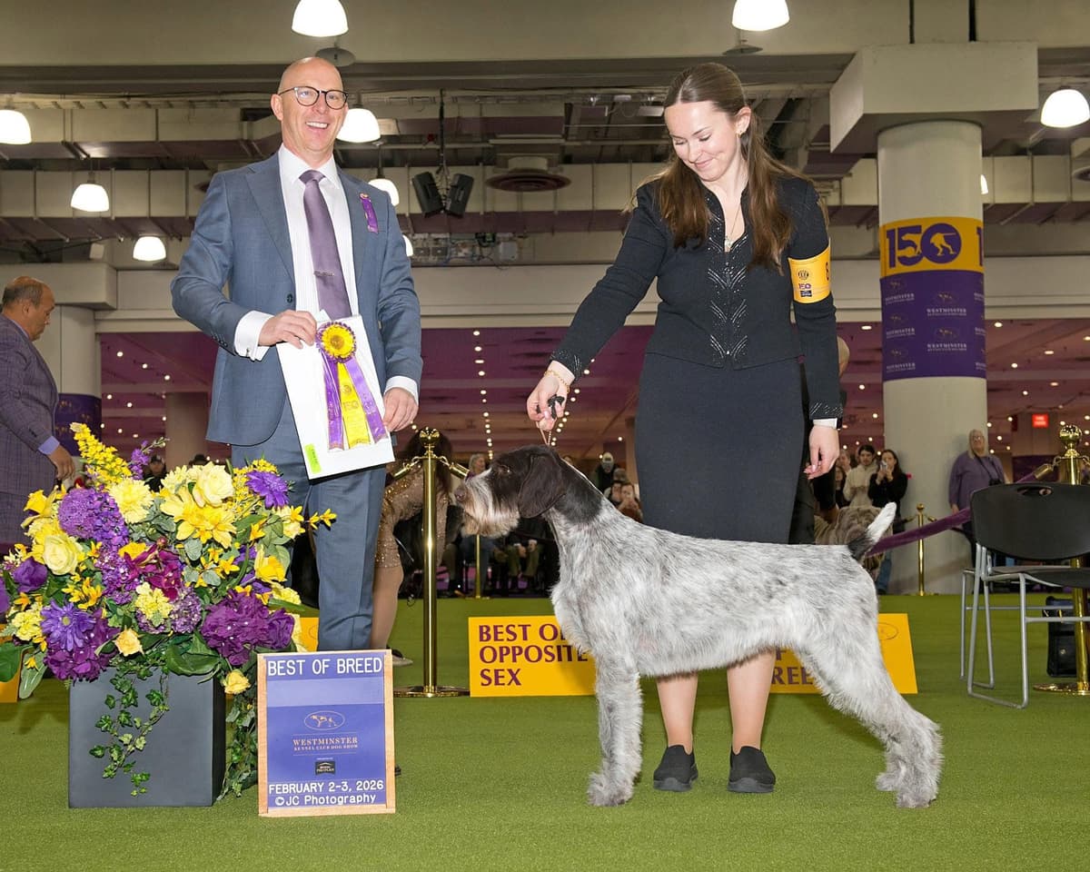 Afterhours German Wirehaired Pointer Puppies breeder image 16