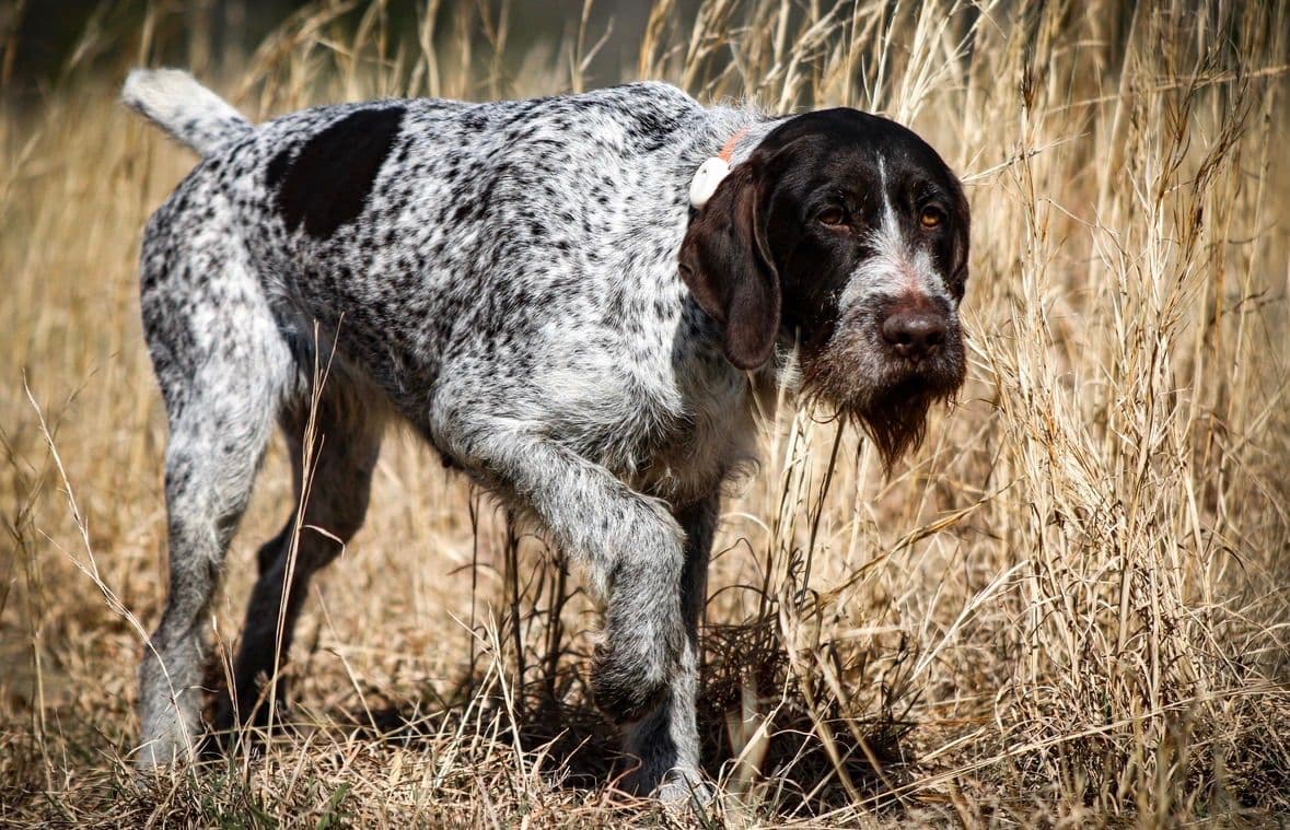 Afterhours German Wirehaired Pointer Puppies breeder image 19