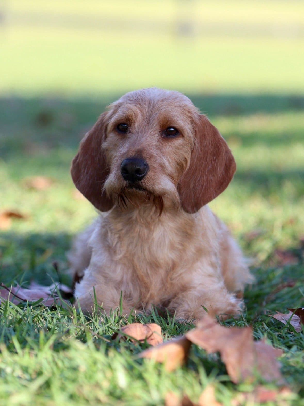 Afterhours German Wirehaired Pointer Puppies breeder image 20
