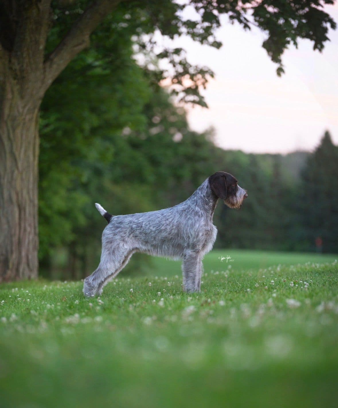 Afterhours German Wirehaired Pointer Puppies breeder image 21