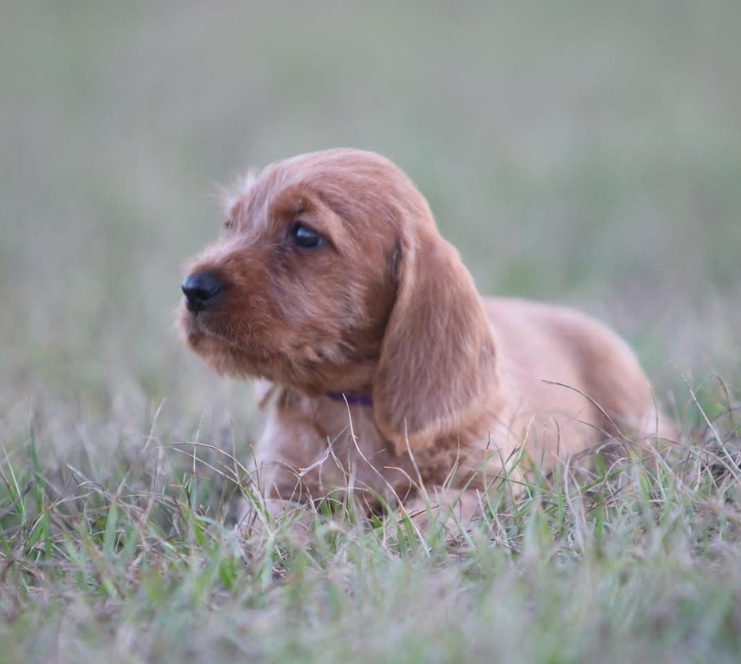 Afterhours German Wirehaired Pointer Puppies breeder image 22