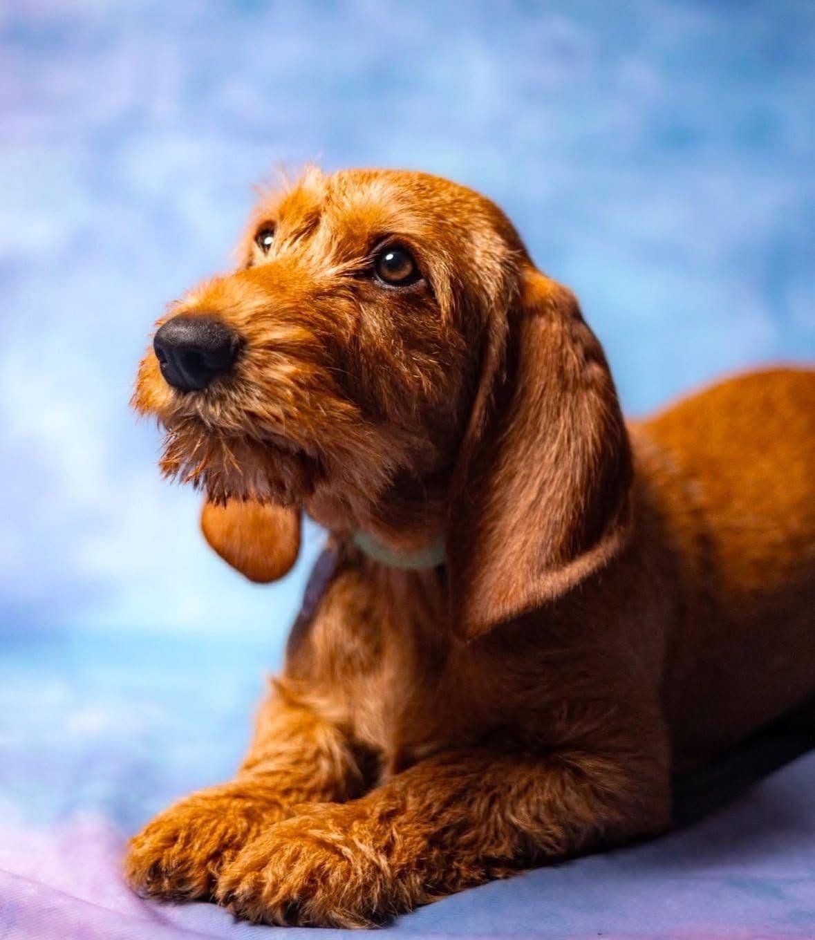 Afterhours German Wirehaired Pointer Puppies breeder image 25