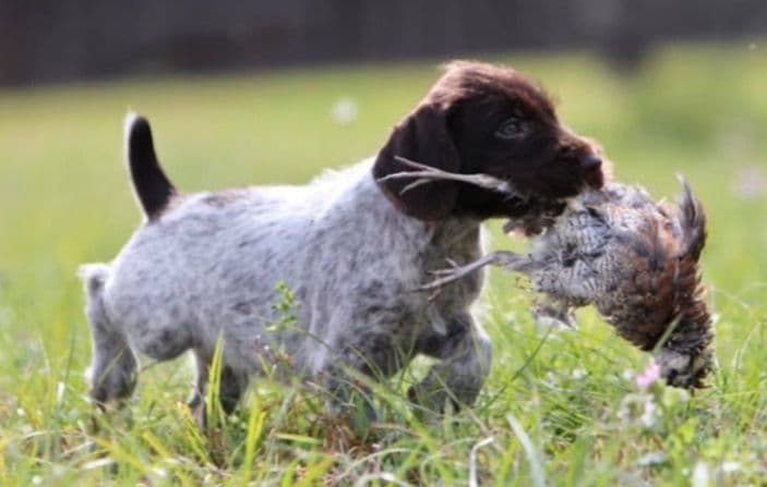 Afterhours German Wirehaired Pointer Puppies breeder image 26