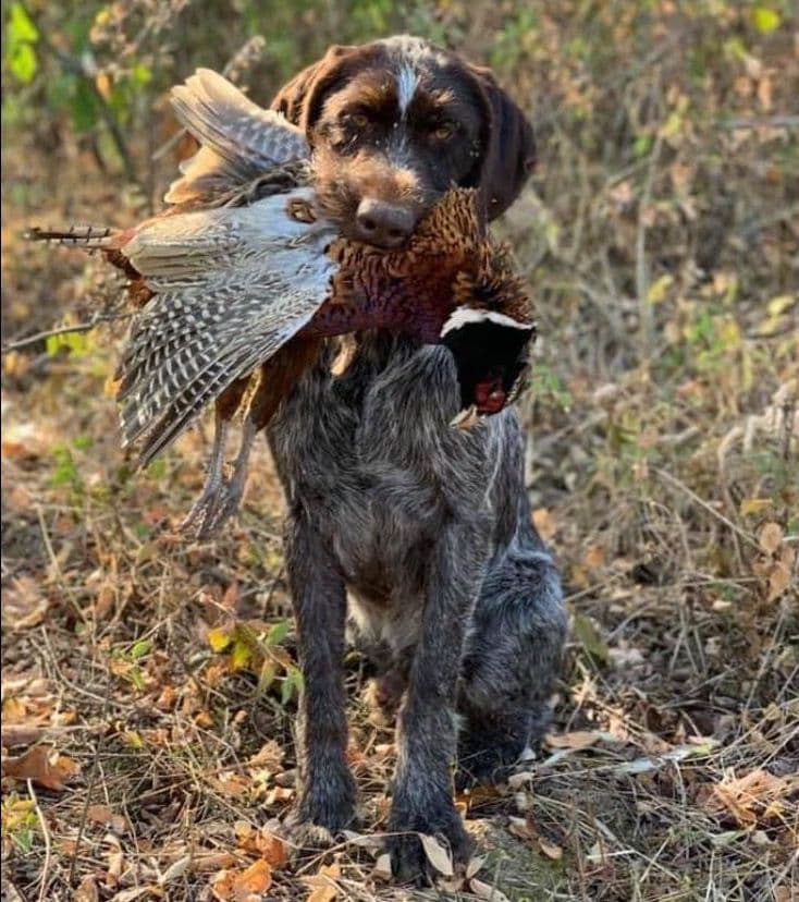 Afterhours German Wirehaired Pointer Puppies breeder image 27