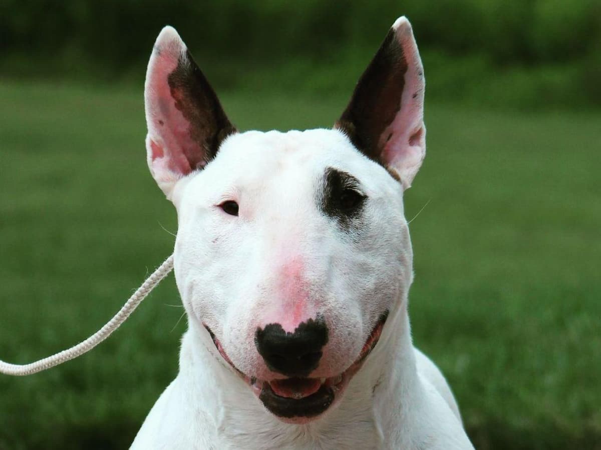 Bull Terrier Puppies breeder image 1