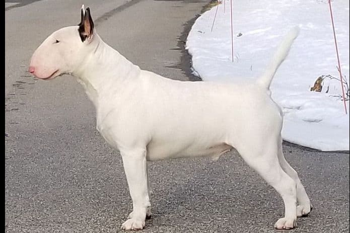 Bull Terrier Puppies breeder image 3