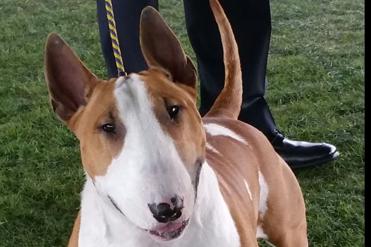 Bull Terrier Puppies breeder image 4