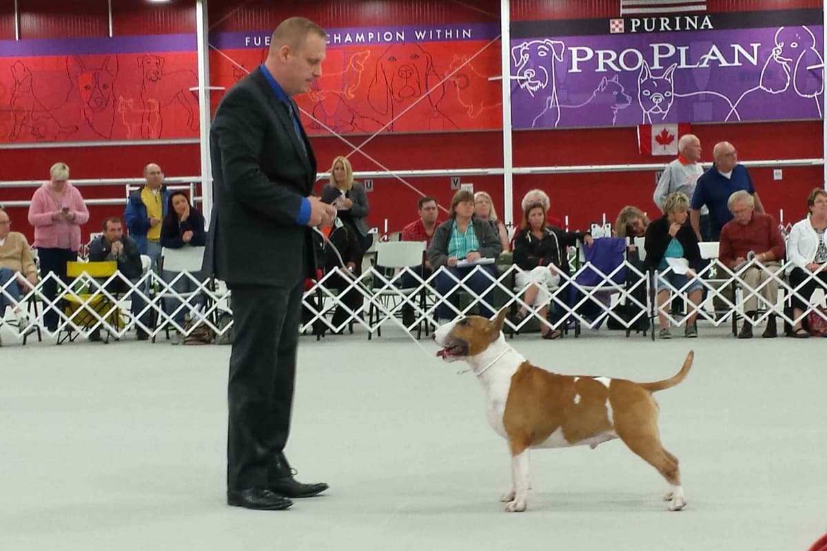 Bull Terrier Puppies breeder image 5