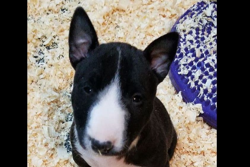 Bull Terrier Puppies breeder image 6