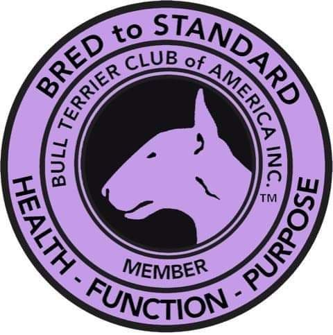 Bull Terrier Puppies breeder image 8