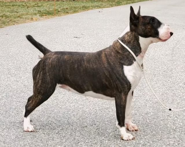 Bull Terrier Puppies media 4
