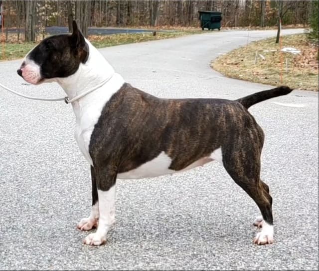 Bull Terrier Puppies media 3