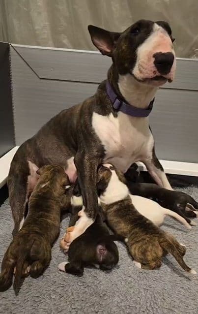 Bull Terrier Puppies media 7
