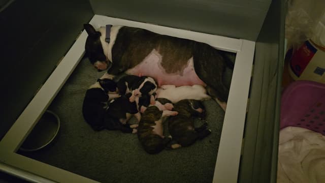 Bull Terrier Puppies media 5