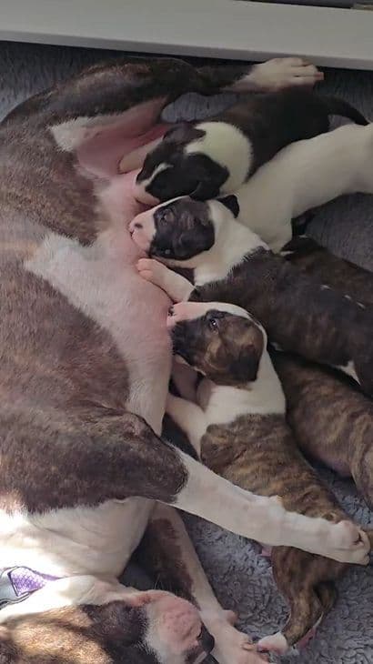 Bull Terrier Puppies media 6