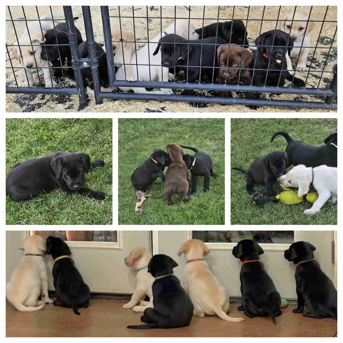 Labrador Retriever Puppies breeder image 1