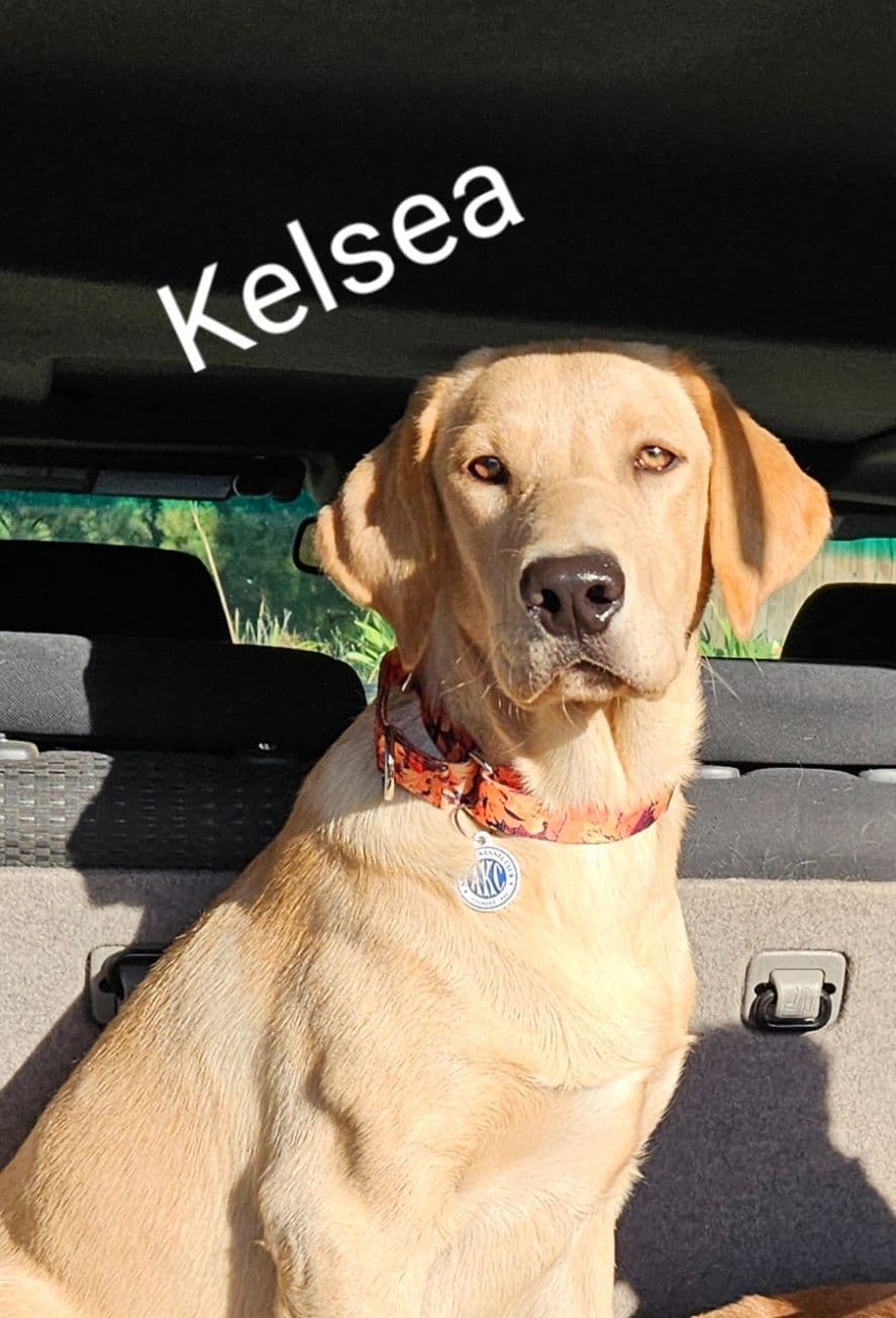 Labrador Retriever Puppies breeder image 4