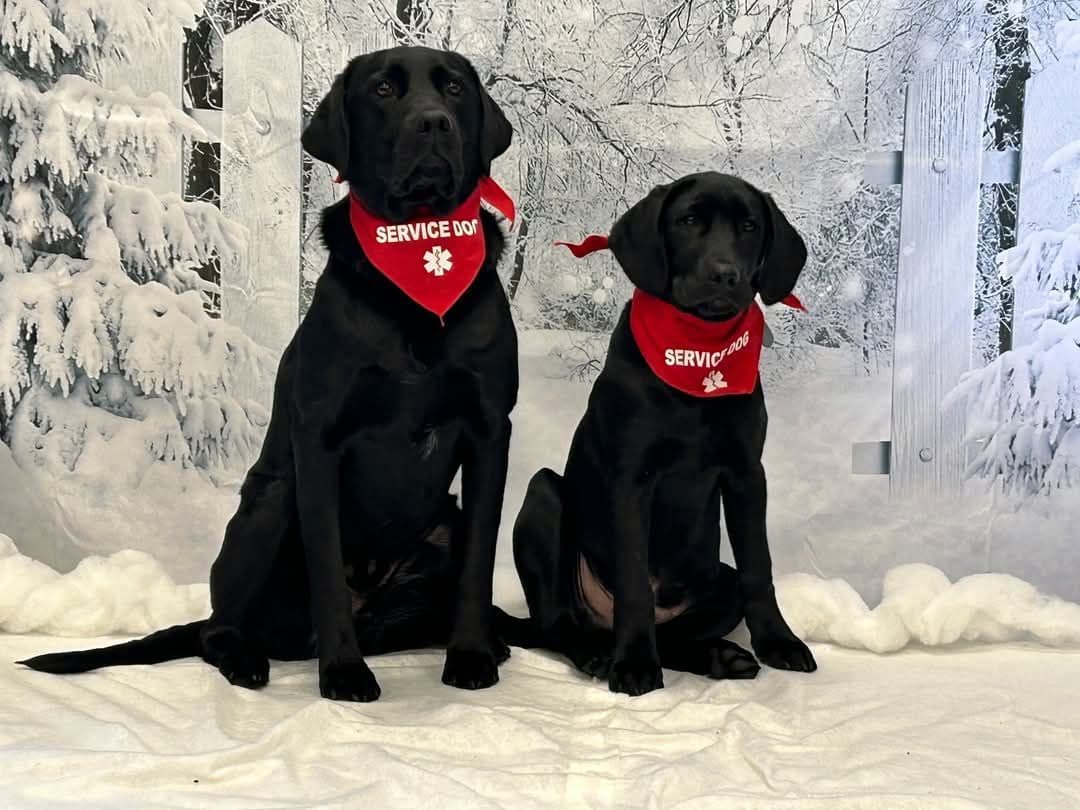 Labrador Retriever Puppies breeder image 5