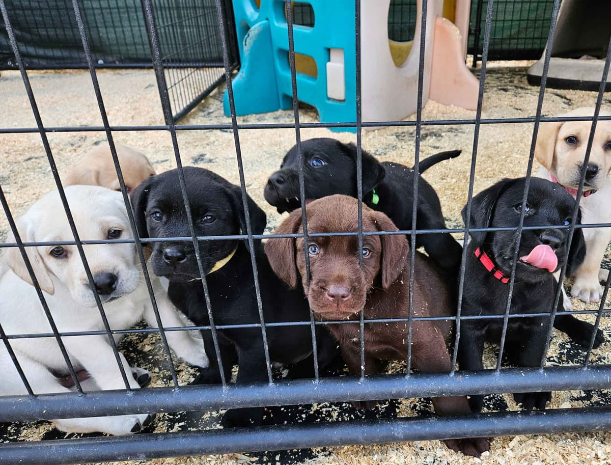 Labrador Retriever Puppies breeder image 6