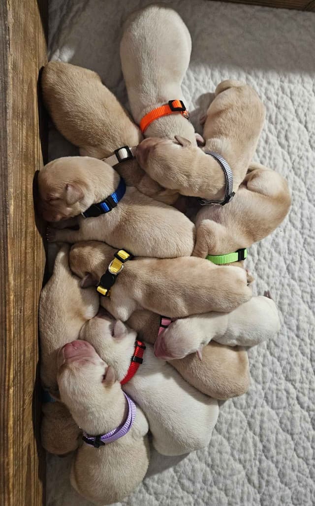 Labrador Retriever Puppies media 7
