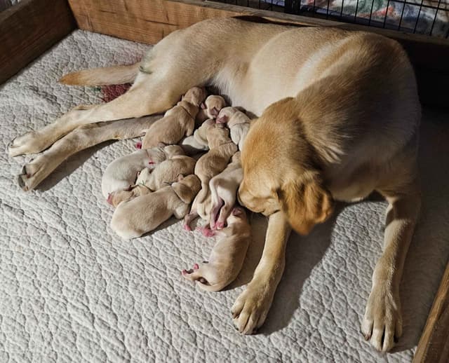Labrador Retriever Puppies media 8