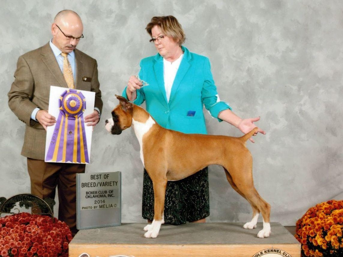 Boxer Puppies breeder image 2